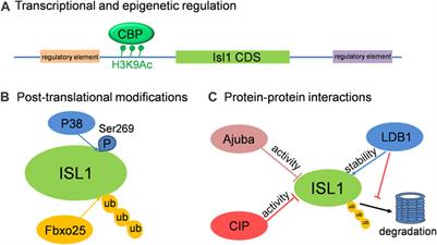 Spotlight on Isl1: A Key Player in Cardiovascular Development and Diseases